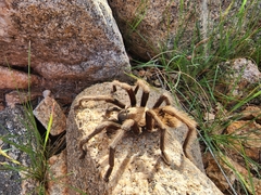 Aphonopelma chalcodes