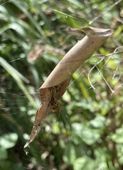 Phonognatha graeffei