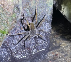 Dolomedes raptor
