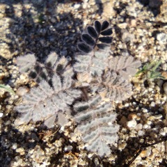 Dalea mollissima