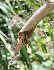 Phonognatha graeffei