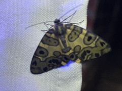 Pantherodes