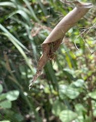 Phonognatha graeffei