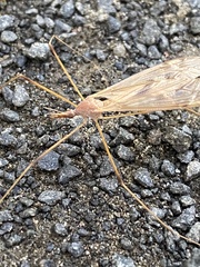 Platytipula