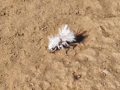 Dasymutilla gloriosa