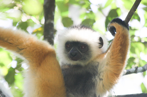 Propithecus diadema