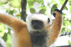 Propithecus diadema
