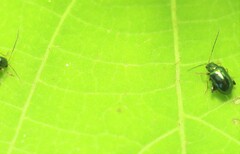 Aphthona formosana