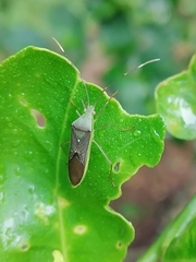 Coreoidea