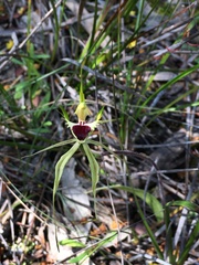 Caladenia