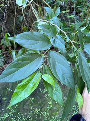 Celtis tetrandra