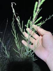 Tamarix chinensis