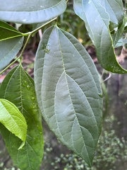 Celtis tetrandra