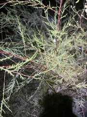 Tamarix chinensis