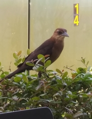 Quiscalus major westoni