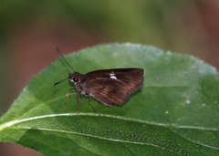 Notocrypta paralysos