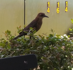 Quiscalus major westoni