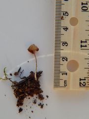 Galerina atkinsoniana