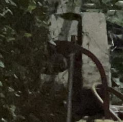 Rattus rattus