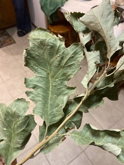Quercus bicolor
