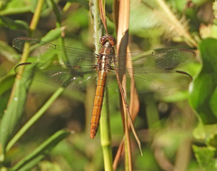 Orthemis ferruginea