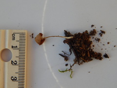 Galerina atkinsoniana