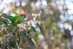 Glossopsitta concinna