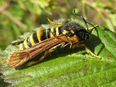 Pennisetia marginatum