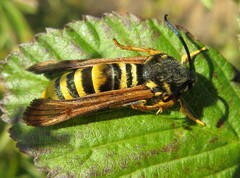 Pennisetia marginatum