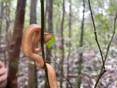 Craspedocephalus malabaricus