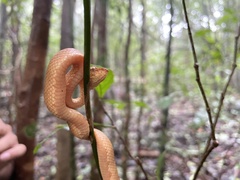 Craspedocephalus malabaricus