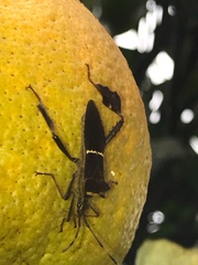 Leptoglossus zonatus