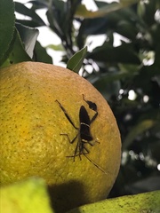 Leptoglossus zonatus