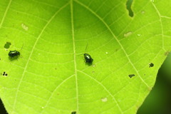 Aphthona formosana