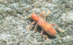Cleridae