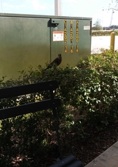 Quiscalus major westoni