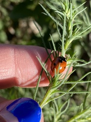 Coccinella septempunctata