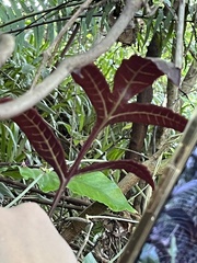 Tectaria harlandii