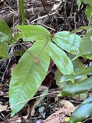 Tectaria harlandii