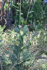 Rudbeckia texana