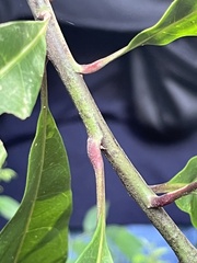 Tectaria harlandii
