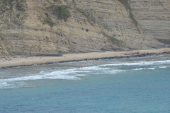 Globicephala melas