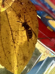 Vespula