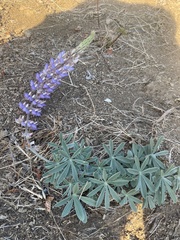 Lupinus formosus
