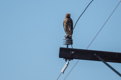 Buteo lineatus elegans