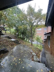 Liquidambar