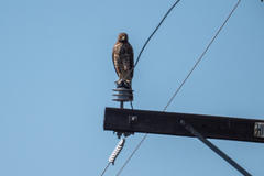 Buteo lineatus elegans