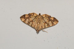 Glyphodes caesalis