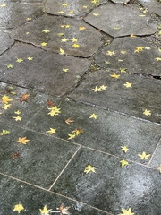Liquidambar