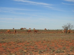 Camelus dromedarius